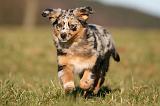 BERGER AUSTRALIEN PUPPIES 755